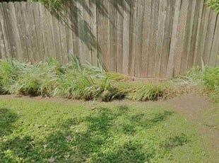 Weeding by Peter Teal for Allison S. in Louisville, KY