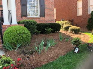 Bush Trimming by Green (Anthony) Smile (Anthony Silvesto) for Laurie S. in Nashville, TN