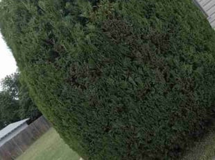 Bush Trimming by Manuel Solis Soto for Raven W. in Dallas, TX