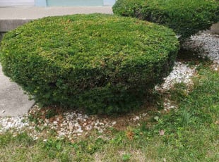Bush Trimming by Chris Smith for Chara L. in Indianapolis, IN
