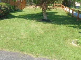 Lee F.'s Yard Cutting service result