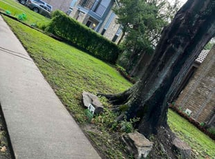 Bush Trimming by Paz Silva for Jeffrey M. in Houston, TX