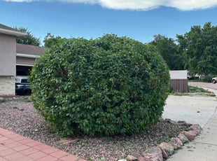 Bush Trimming by Tiffany Higgins for John P. in Colorado Springs, CO