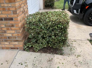 Bush Trimming by Jerry Merus for Anthony F. in Orlando, FL