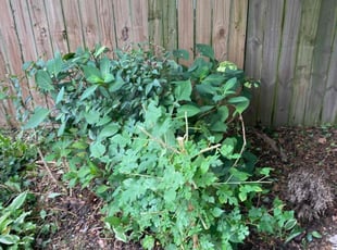 Bush Trimming by Steven Moreira for Sarah R. in Virginia Beach, VA