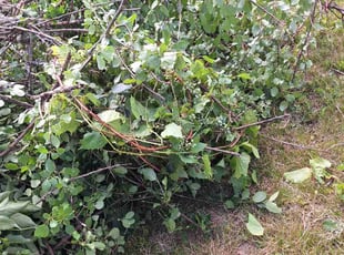 Bush Trimming by Kenneth Mercado for Denise K. in Syracuse, NY