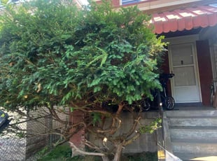 Bush Trimming by Reginald Oakes for Al D. in Pittsburgh, PA