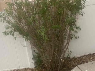 Bush Trimming by Alberto Fraire for Patrick K. in Windsor, CO