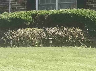 Bush Trimming by Robert Haynes for Travis W. in Kennesaw, GA