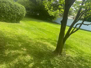 Susana R.'s Lawn Care service result