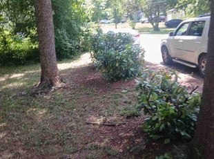 Bush Trimming by Joshua Walker for Jamell H. in Decatur, GA