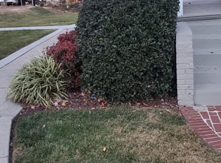 Bush Trimming by Kunle Okubena for Mark K. in Laurel, MD
