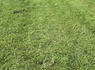 Efrain T.'s Lawn Mowing service result