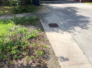 Weeding by Trevor Wood for Roz R. in Tampa, FL