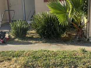 Bush Trimming by Danelle Soriano for Alaric S. in Sacramento, CA