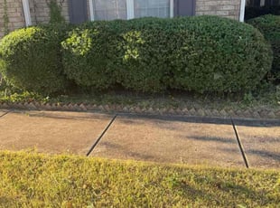 Bush Trimming by Bryan Wolfe for Brooke H. in Madison, AL