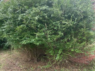 Bush Trimming by Chavelle Atkins for William A. in Portsmouth, VA