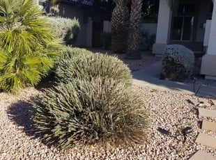 Bush Trimming by Raul Blanco for Keyon B. in Gilbert, AZ