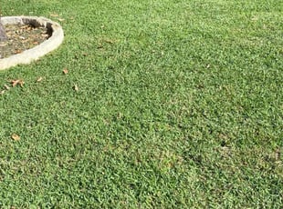 Ryan V.'s Lawn Care service result