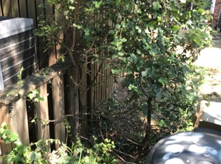 Bush Trimming by Nathan Robinson for Dameron K. in Baltimore, MD