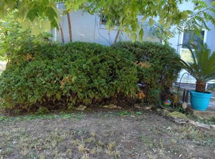 Bush Trimming by Jackson Vantrece for Tiffany C. in Olathe, KS
