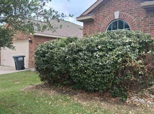 Bush Trimming by Marcedes Ginn for Shashidhar K. in Anna, TX