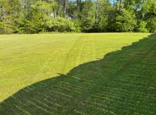 Michelle D.'s Lawn Mowing service result