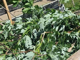 Cleanups by William Beacham for Emily F. in Bel Aire, KS