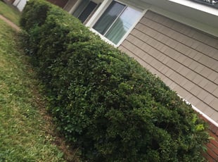 Bush Trimming by Brandon Dickerson for Ginger E. in Norfolk, VA