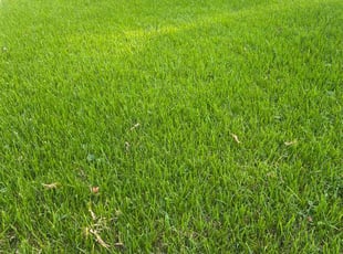 Michael H.'s Lawn Maintenance service result