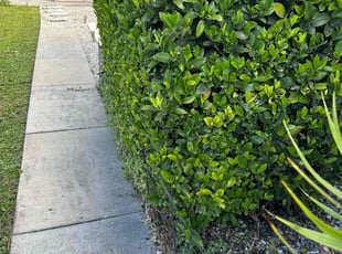 Bush Trimming by Harold Cummings for James S. in Palm Bay, FL