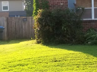 Bush Trimming by Jonathan Felton for Stephanie H. in Virginia Beach, VA