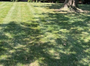 Kimberly C.'s Lawn Mowing service result