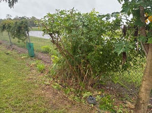 Bush Trimming by Jacob Thompson for Louis P. in Largo, FL
