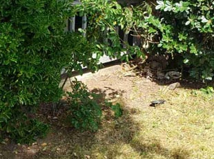 Leaf Removal by Abraham Calderon for Melanie M. in Los Banos, CA