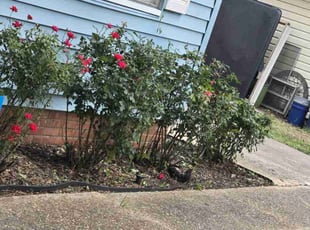 Leaf Removal by Antonio Scott for Charles G. in Shreveport, LA