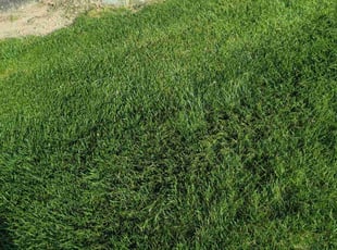 Betty C.'s Lawn Care service result