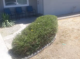 Bush Trimming by Raul Blanco for Carly S. in Tempe, AZ