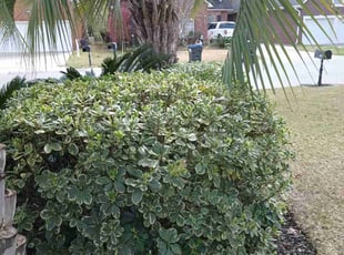 Bush Trimming by Wes Carroll for Schellie W. in Summerville, SC