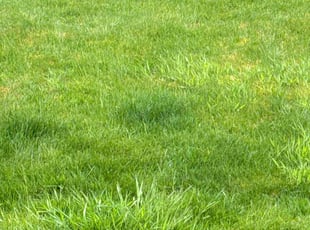 Randy V.'s Lawn Care service result