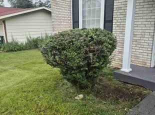 Bush Trimming by Anthony Wagner for Nicole W. in Florissant, MO