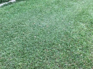 Ross D.'s Lawn Care service result