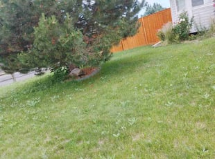 Weeding by Chen Vang for Tom S. in Broomfield, CO
