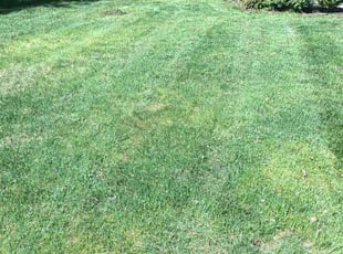 WALTER J.'s Lawn Service service result