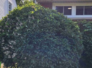 Bush Trimming by Chad Hughes for Allen K. in Euclid, OH