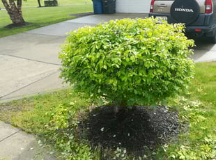 Bush Trimming by Robert Pace for Jacob H. in Indianapolis, IN