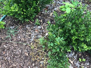 Bush Trimming by Calvin Fin for Amalia D. in Charlotte, NC