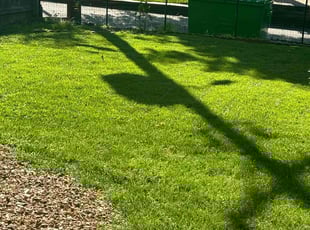 Dmitriy P.'s Grass Cutting service result