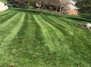 Shelly H.'s Lawn Service service result