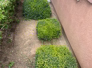 Bush Trimming by Mario Monje for Susan B. in Perris, CA